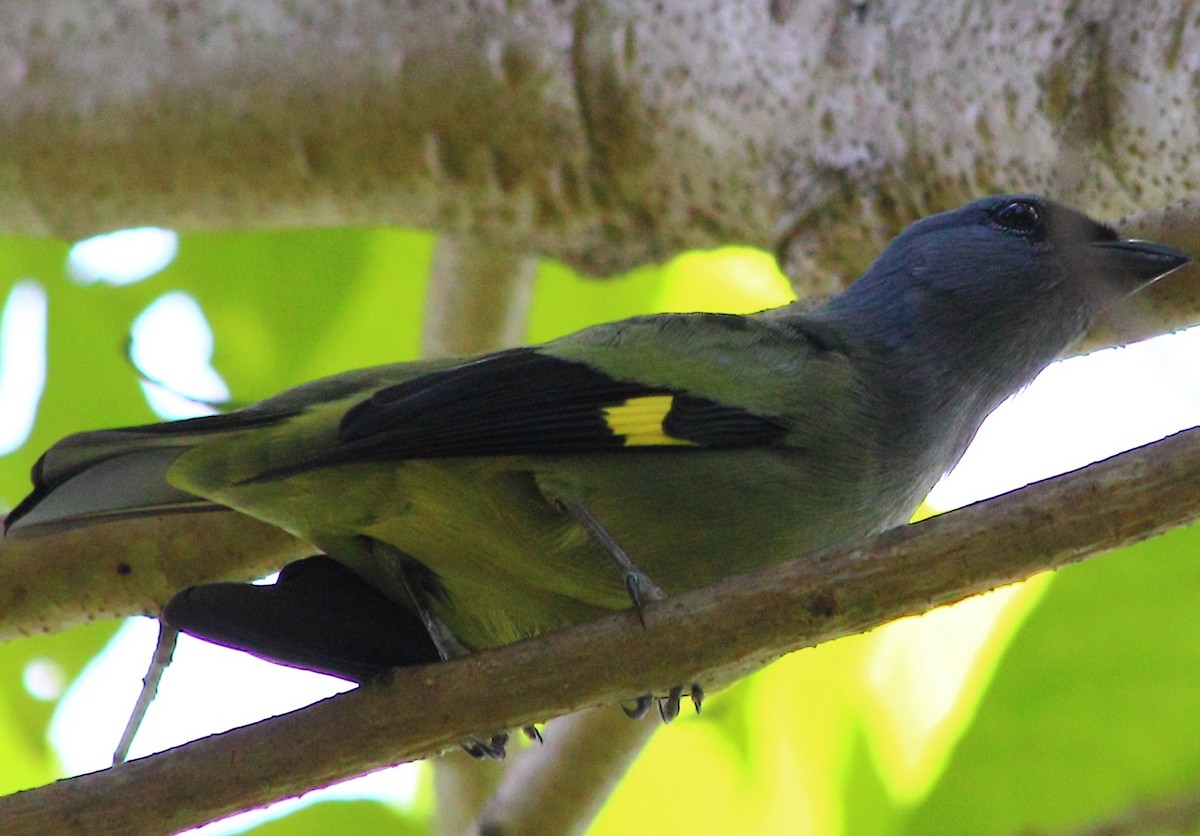 Yellow-winged Tanager - ML138853801