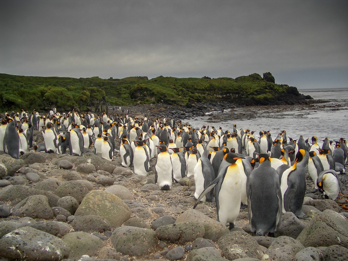 King Penguin - ML138854231