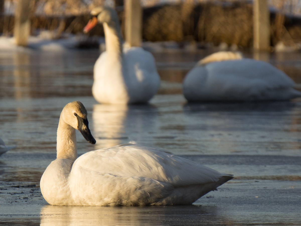 Trumpeter Swan - Sebastian Jones