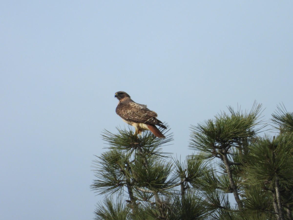 Red-tailed Hawk - ML138855031