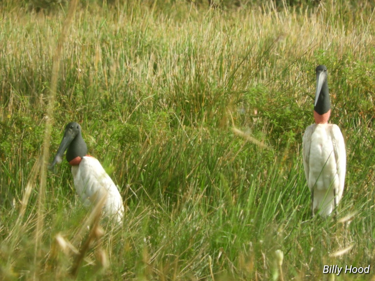 Jabiru - Billy Hood