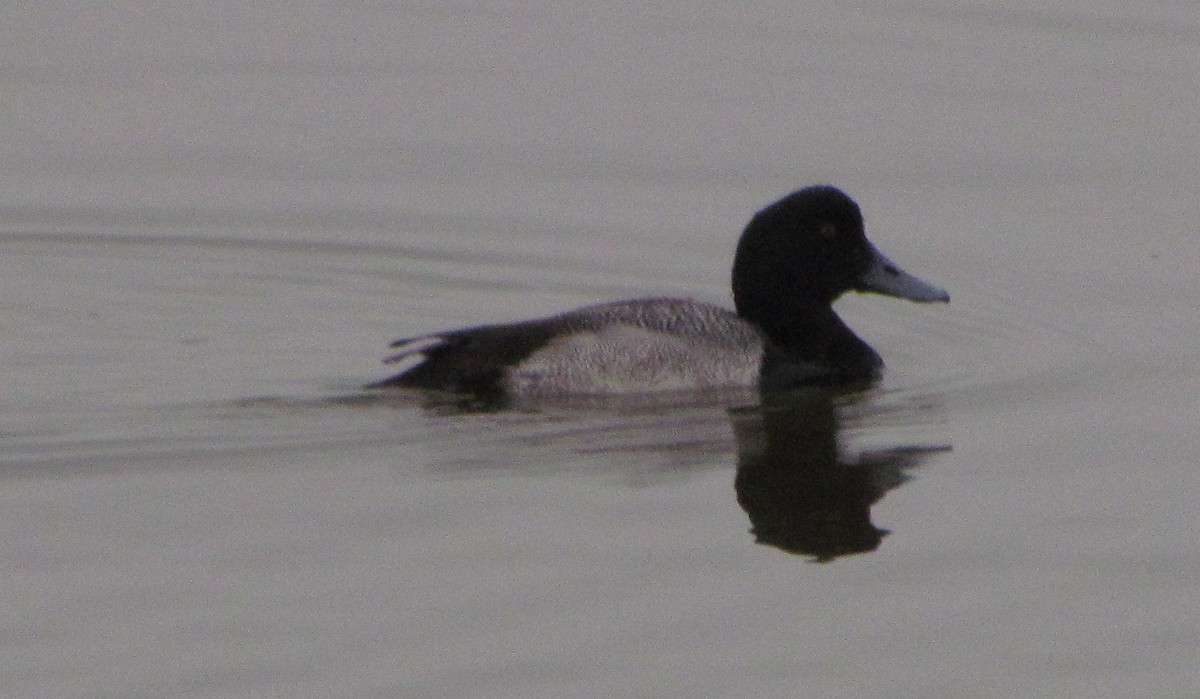 Greater Scaup - Charles Fisher