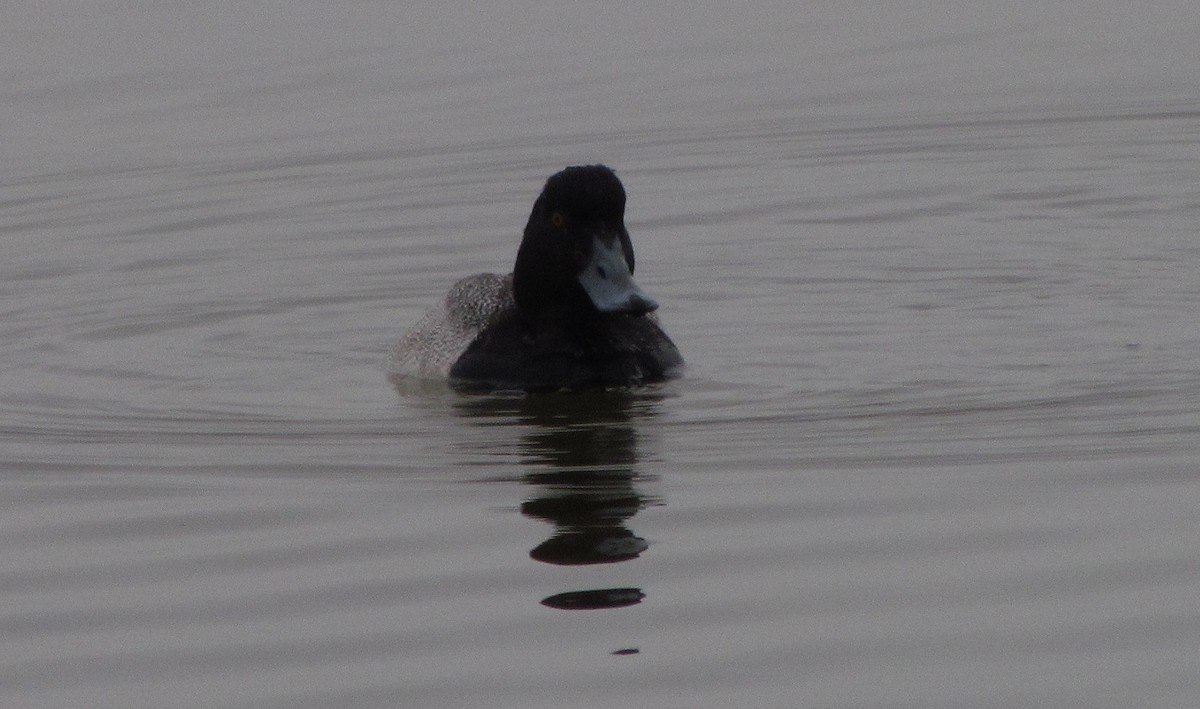 Greater Scaup - ML138855721