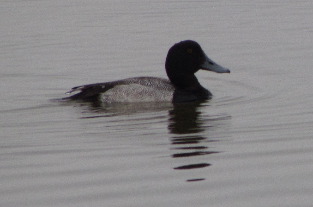 Greater Scaup - ML138855731