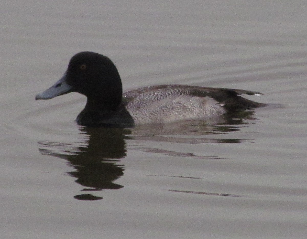 Greater Scaup - ML138855741