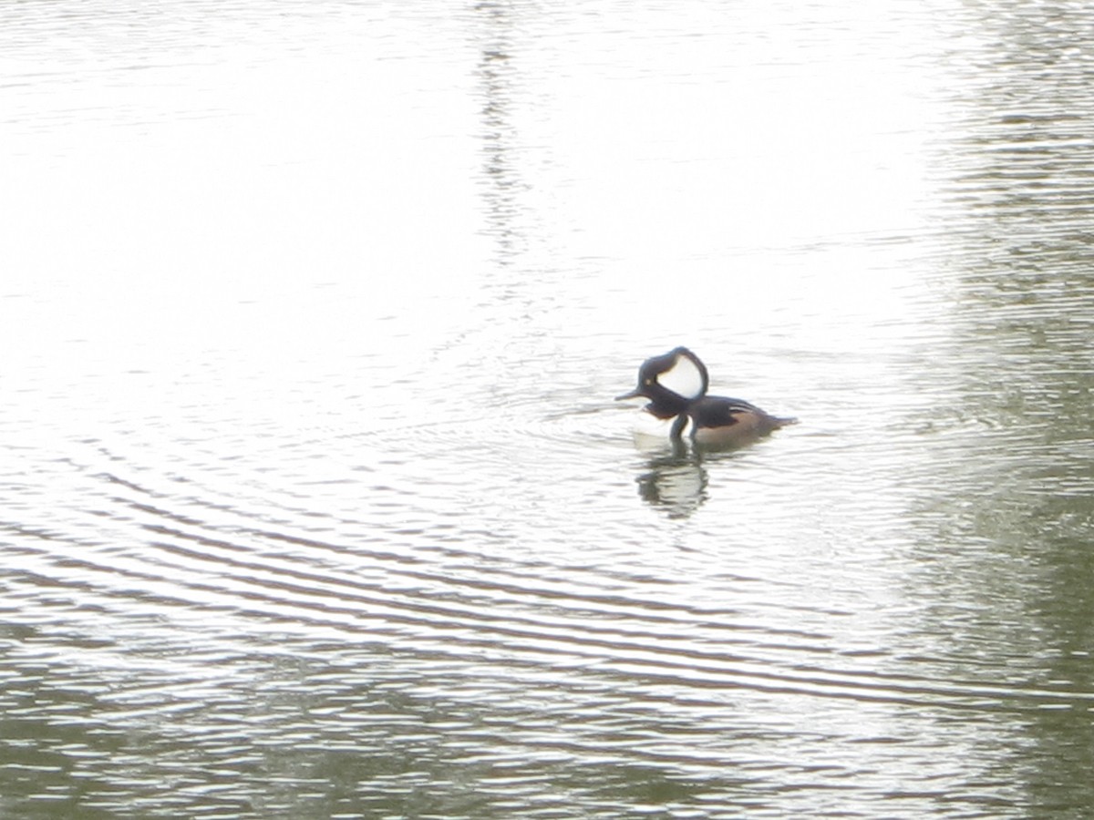 Hooded Merganser - ML138855931