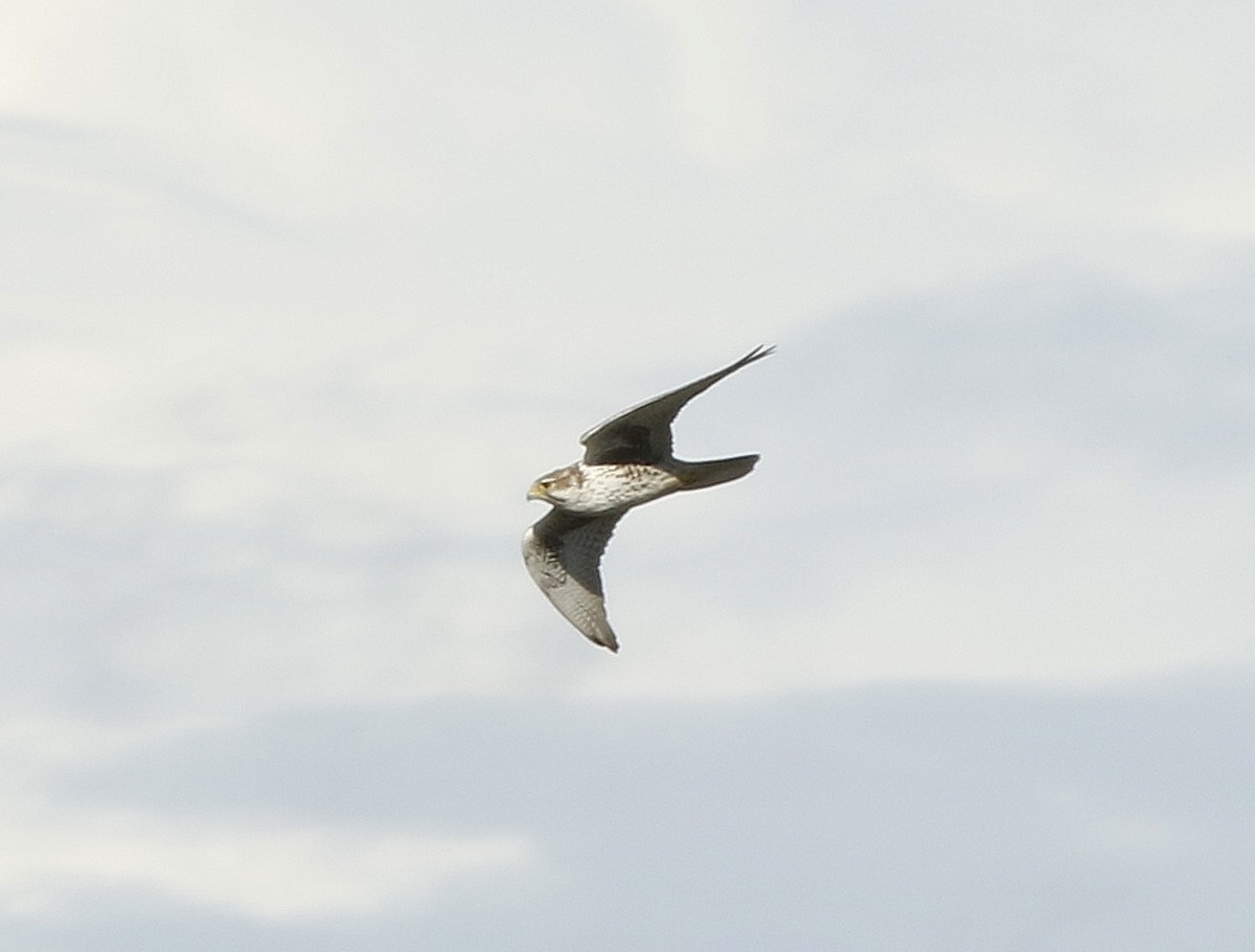 Prairie Falcon - ML138856411