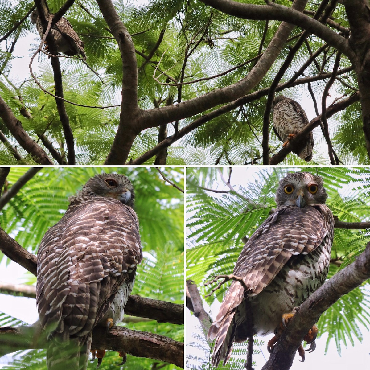 Powerful Owl - Sylvia Alexander