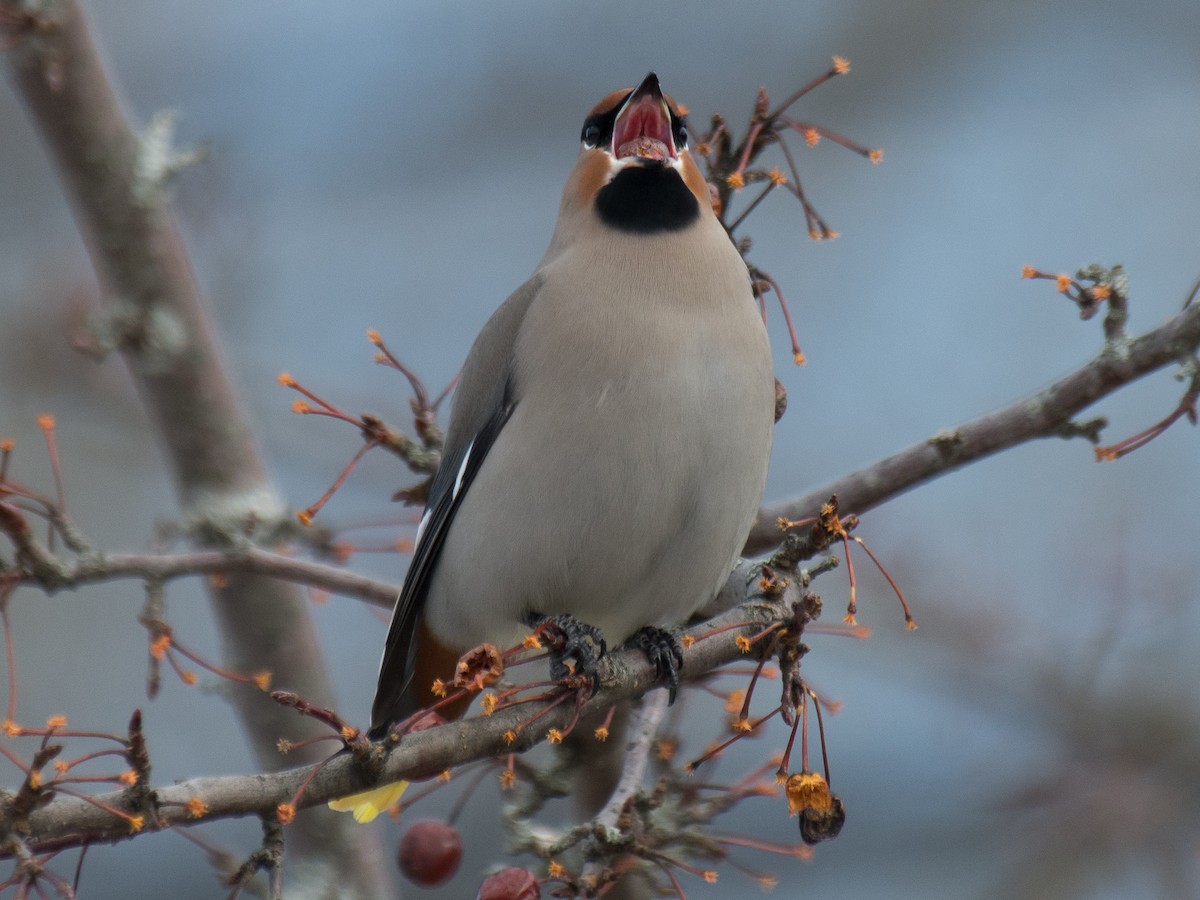 Bohemian Waxwing - Sebastian Jones