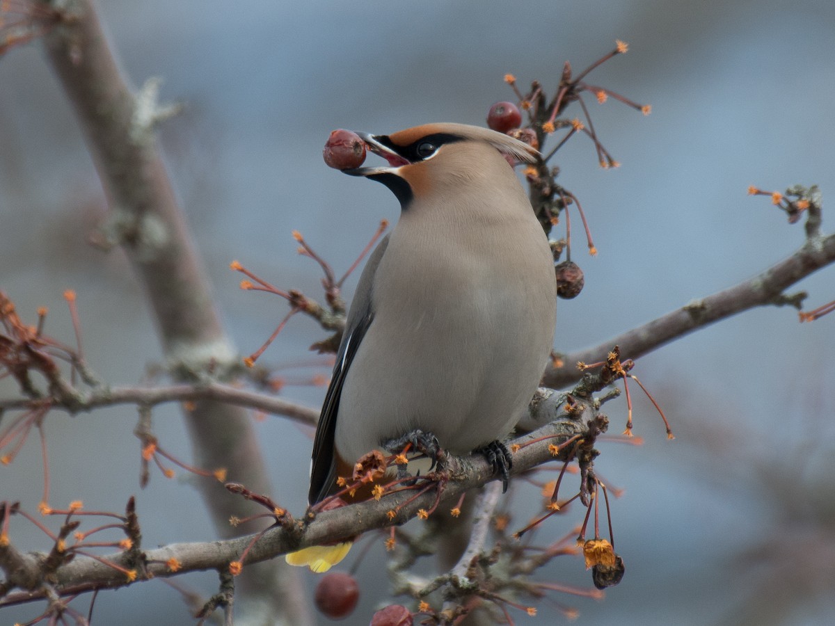 Bohemian Waxwing - ML138856921