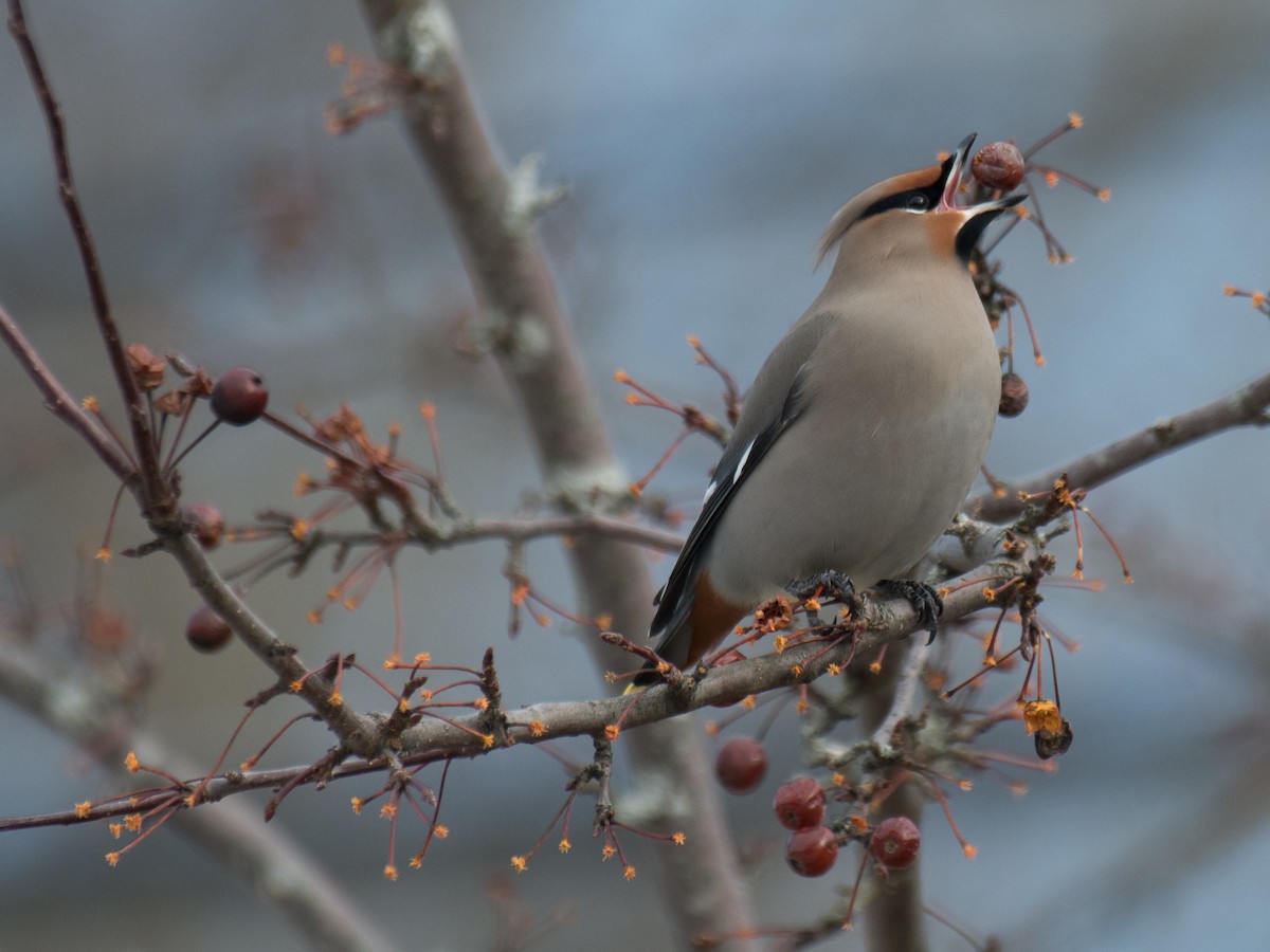 Bohemian Waxwing - ML138856931