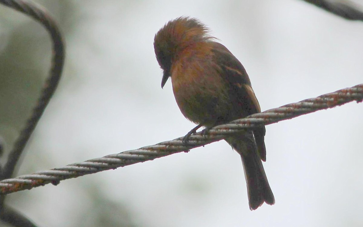 Cinnamon Flycatcher - ML138857591