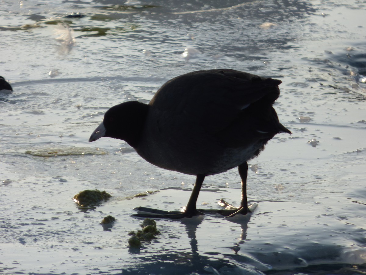 American Coot - Benjamin Zerante