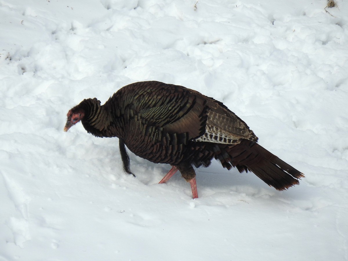 Wild Turkey - ML138859561