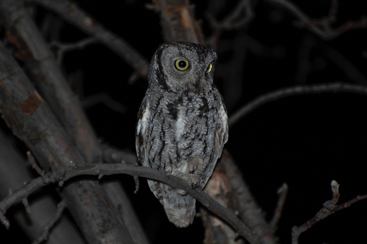 Western Screech-Owl - Owen Sinkus