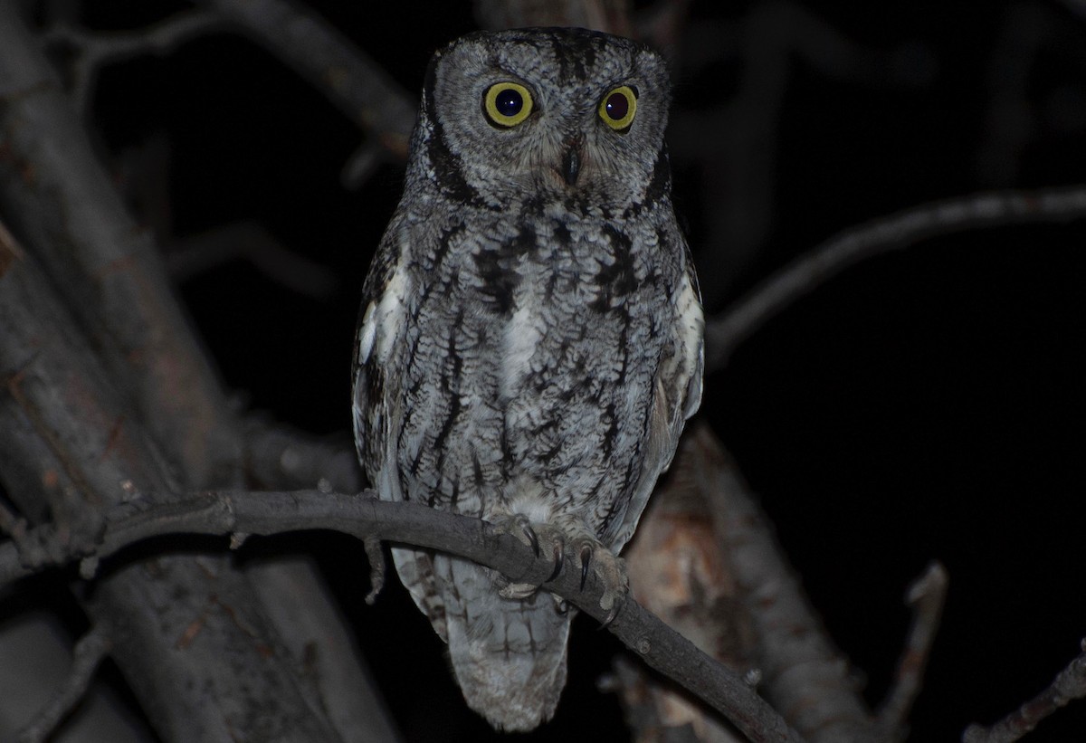 Western Screech-Owl - Owen Sinkus