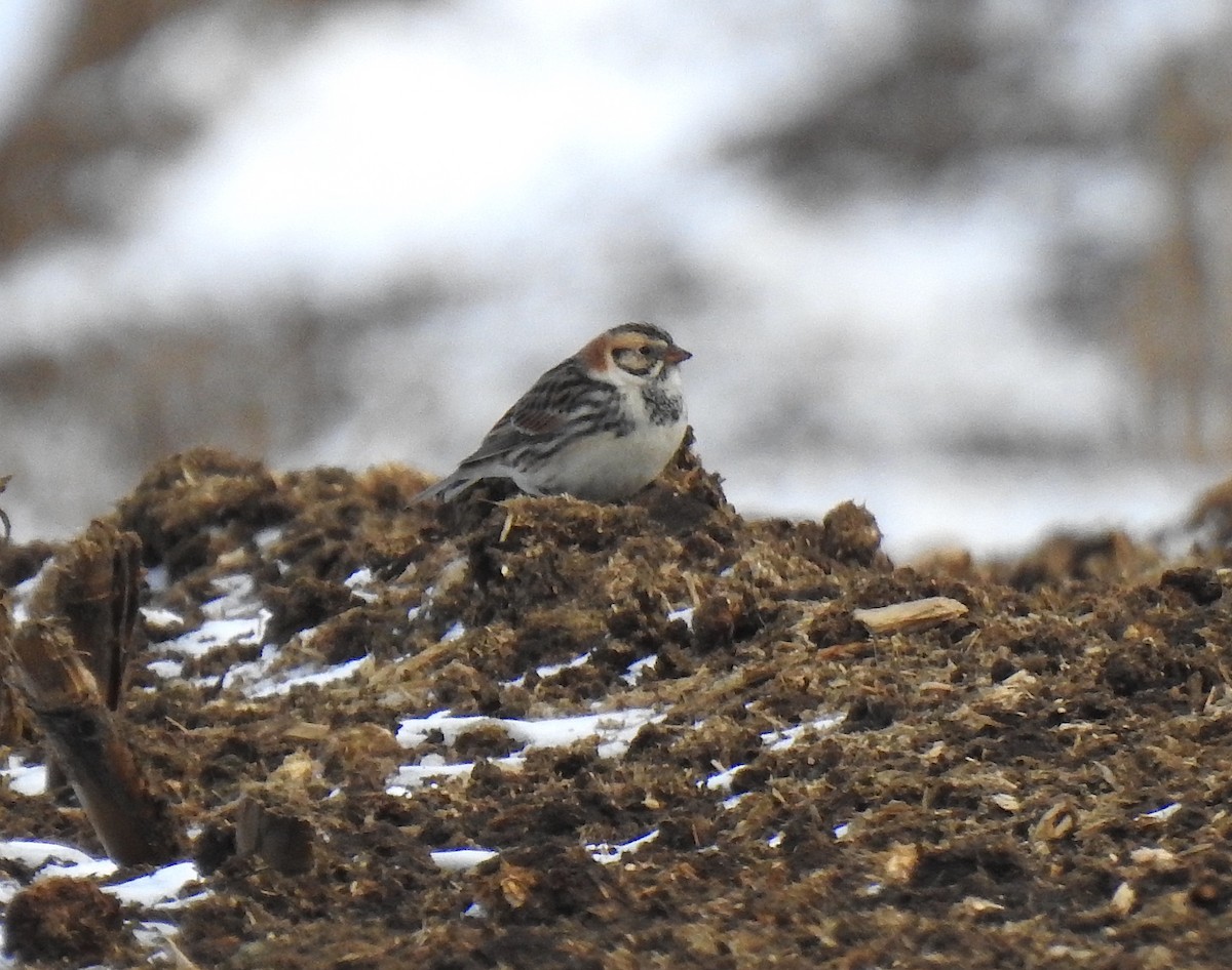 Lapland Longspur - ML138860021