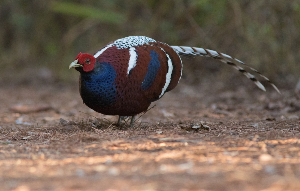 Mrs. Hume's Pheasant - Joachim Bertrands