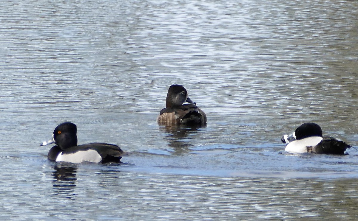 Ring-necked Duck - ML138862421