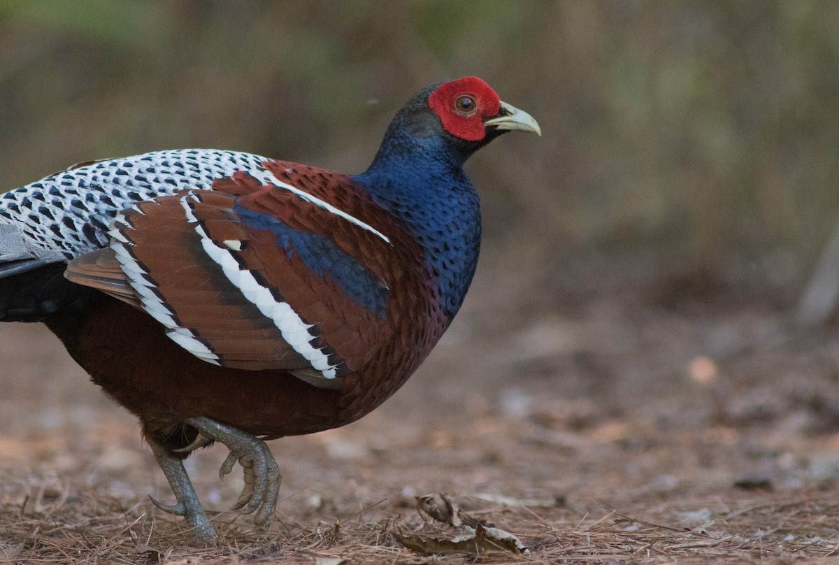 Mrs. Hume's Pheasant - Joachim Bertrands