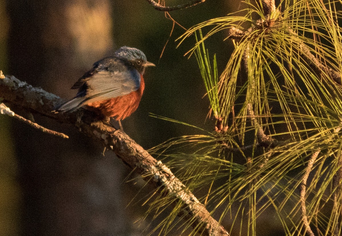 Chestnut-bellied Rock-Thrush - ML138863051