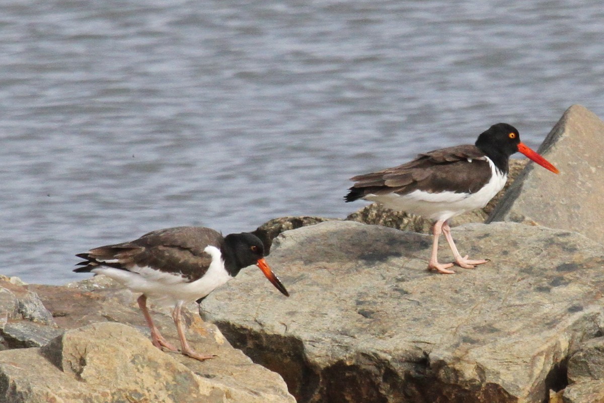 American Oystercatcher - Dan Haas