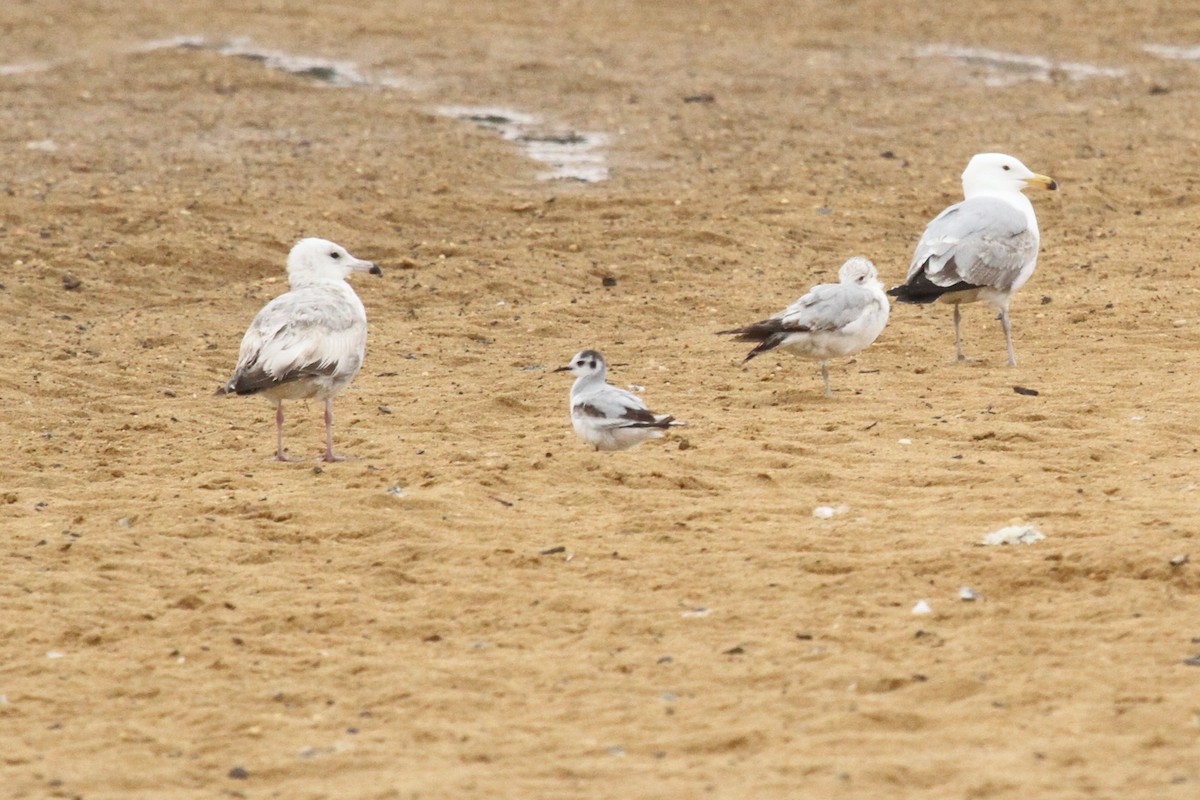 Little Gull - ML138864671