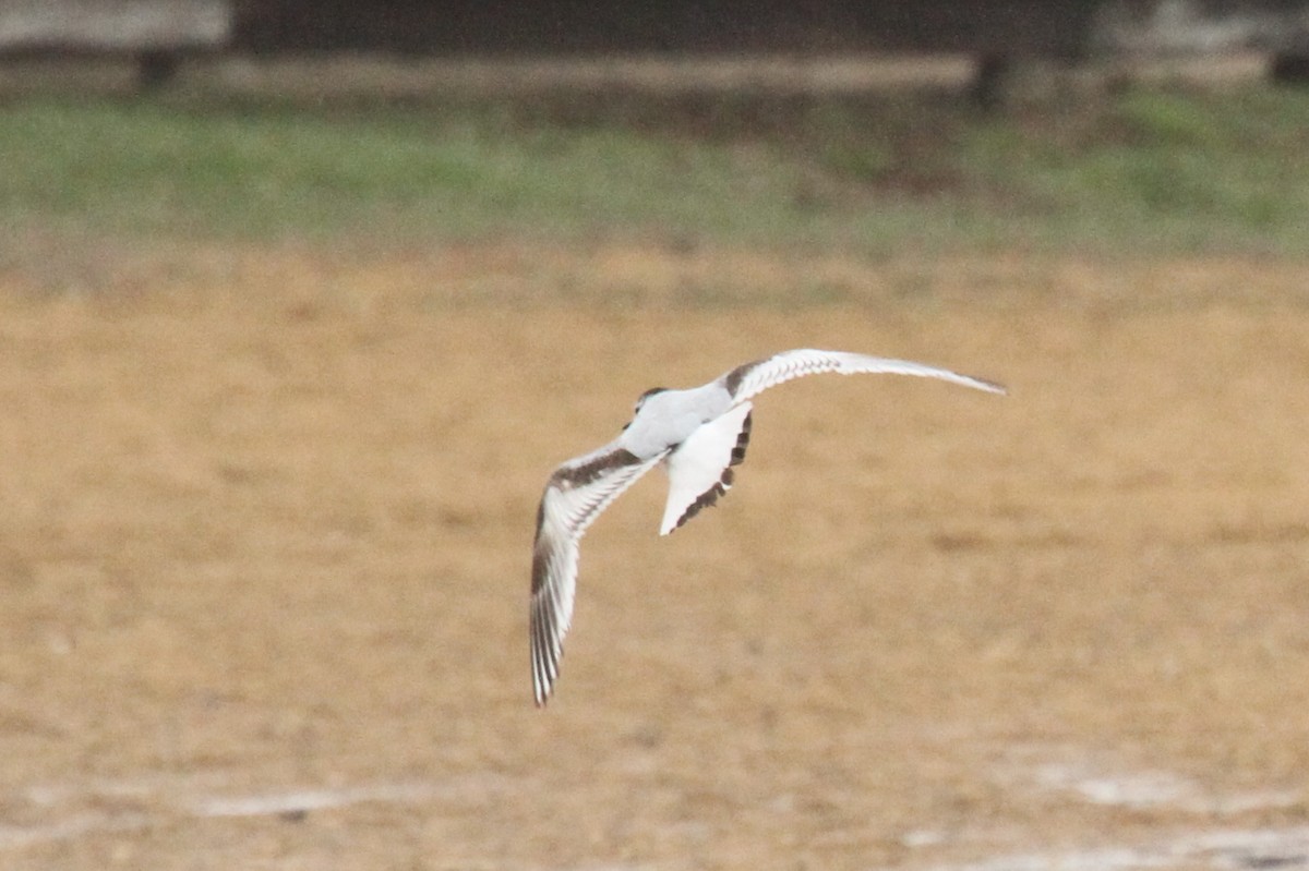 Little Gull - ML138864691