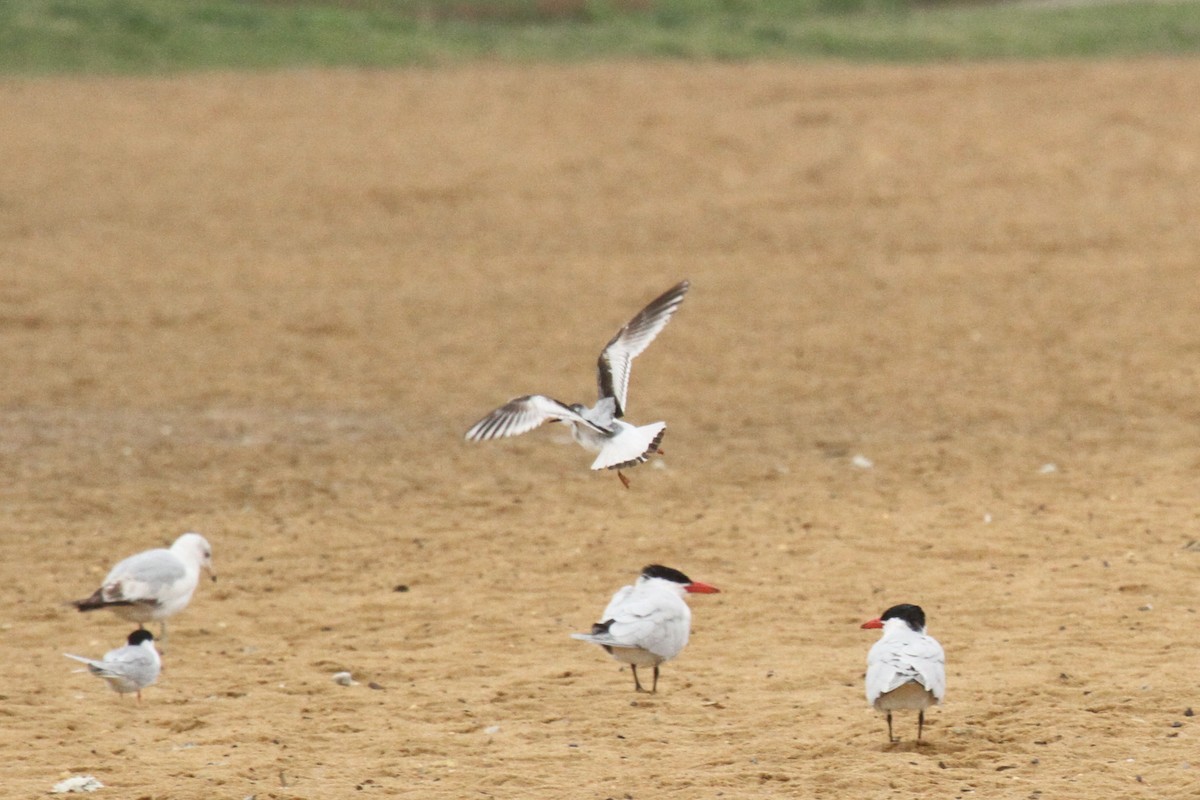 Little Gull - ML138864721