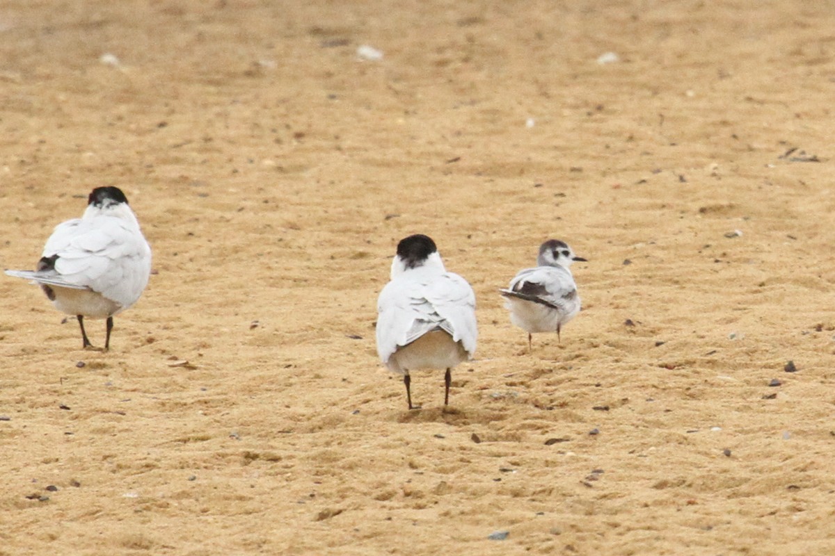 Little Gull - ML138864731