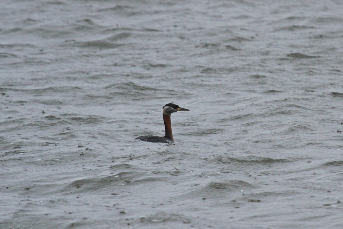 Red-necked Grebe - ML138866381