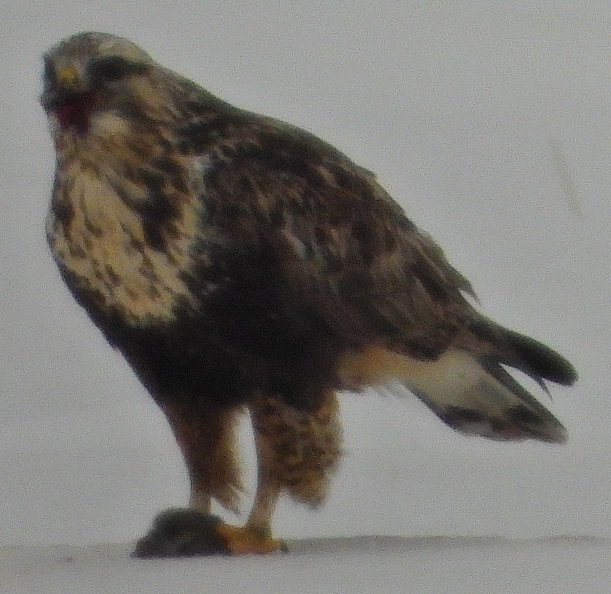 ML138868461 - Rough-legged Hawk - Macaulay Library