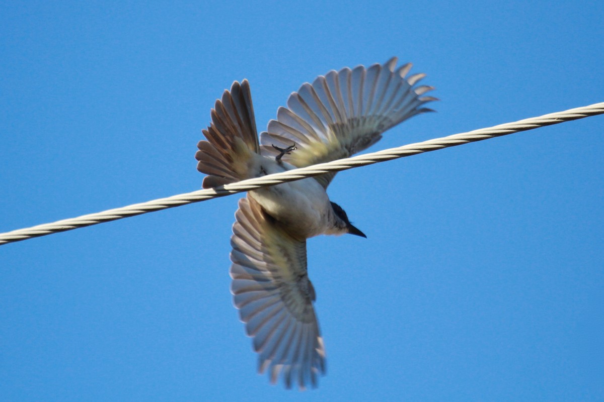 Gray Kingbird - ML138868851