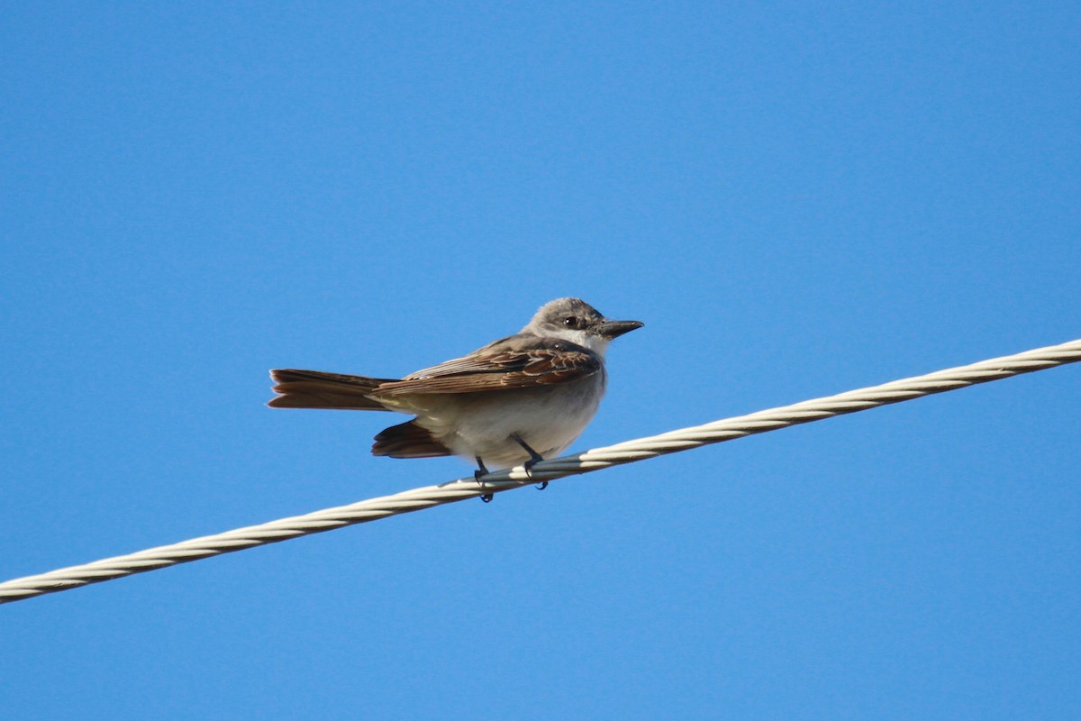 Gray Kingbird - ML138868861