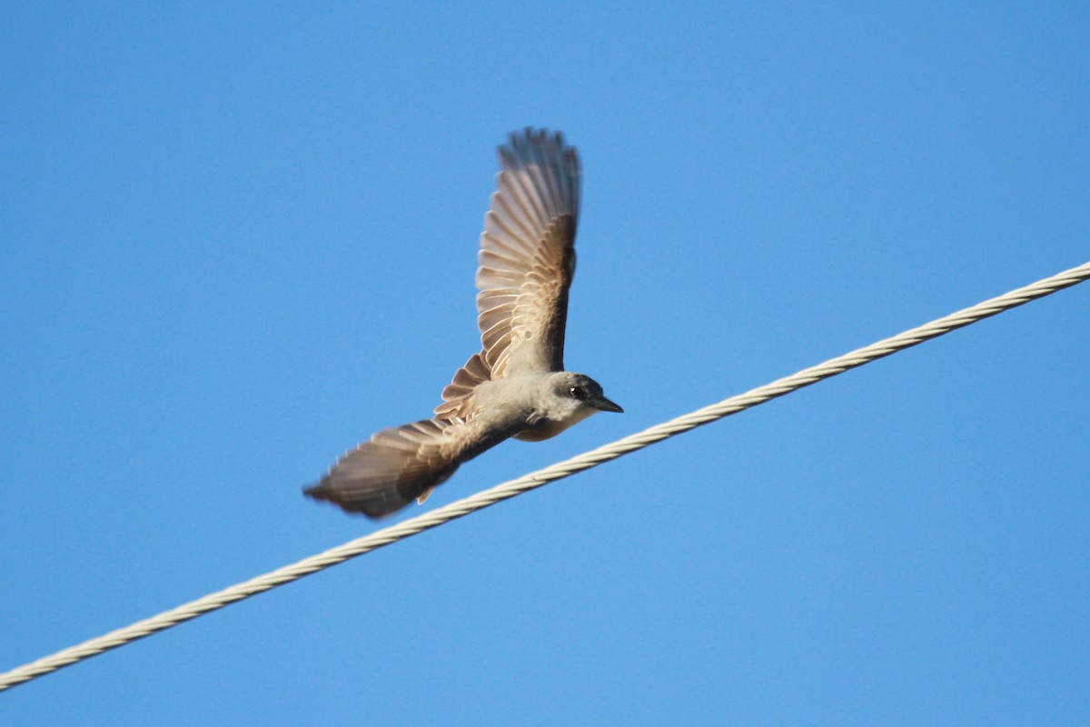 Gray Kingbird - ML138868881