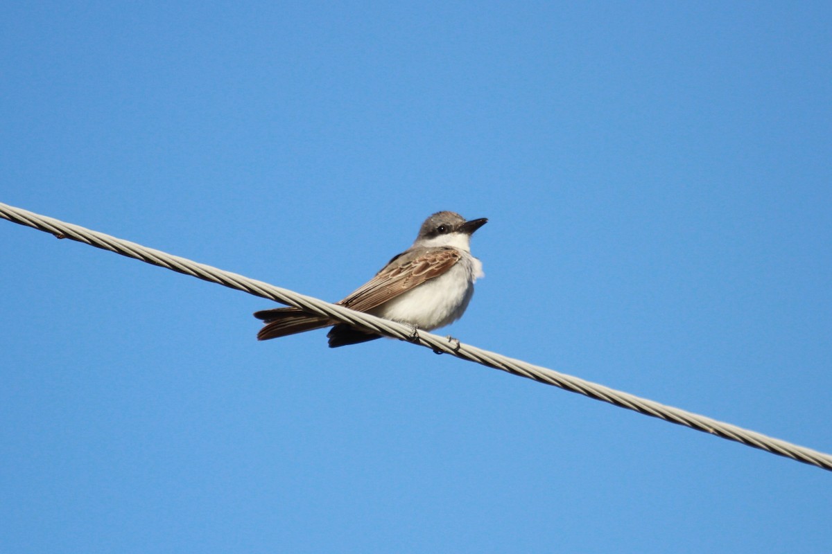 Gray Kingbird - ML138868911