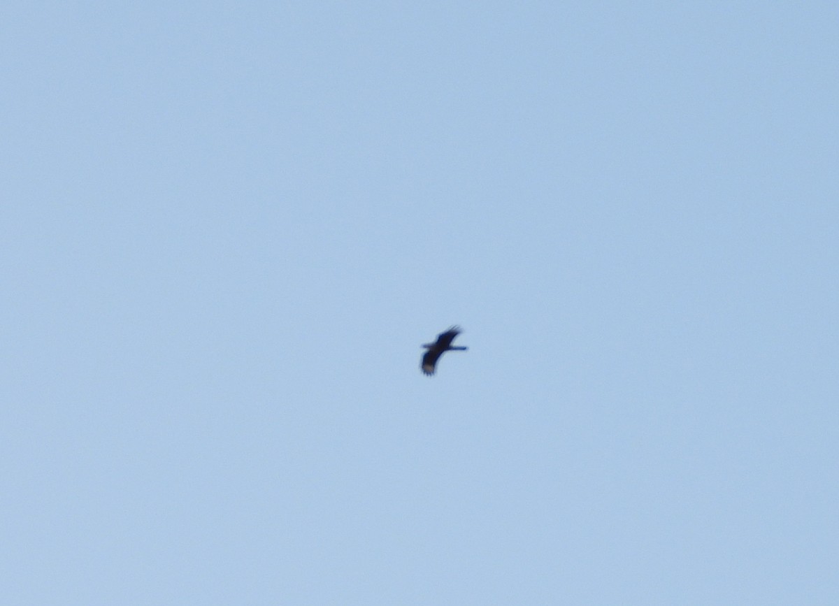 Crested Caracara (Northern) - ML138869041