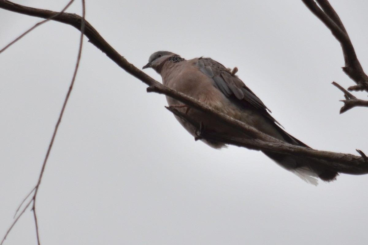 Spotted Dove - ML138869221