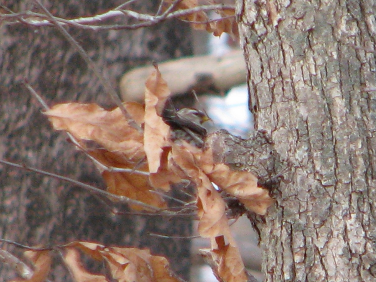 Redpoll (Common) - ML138870341