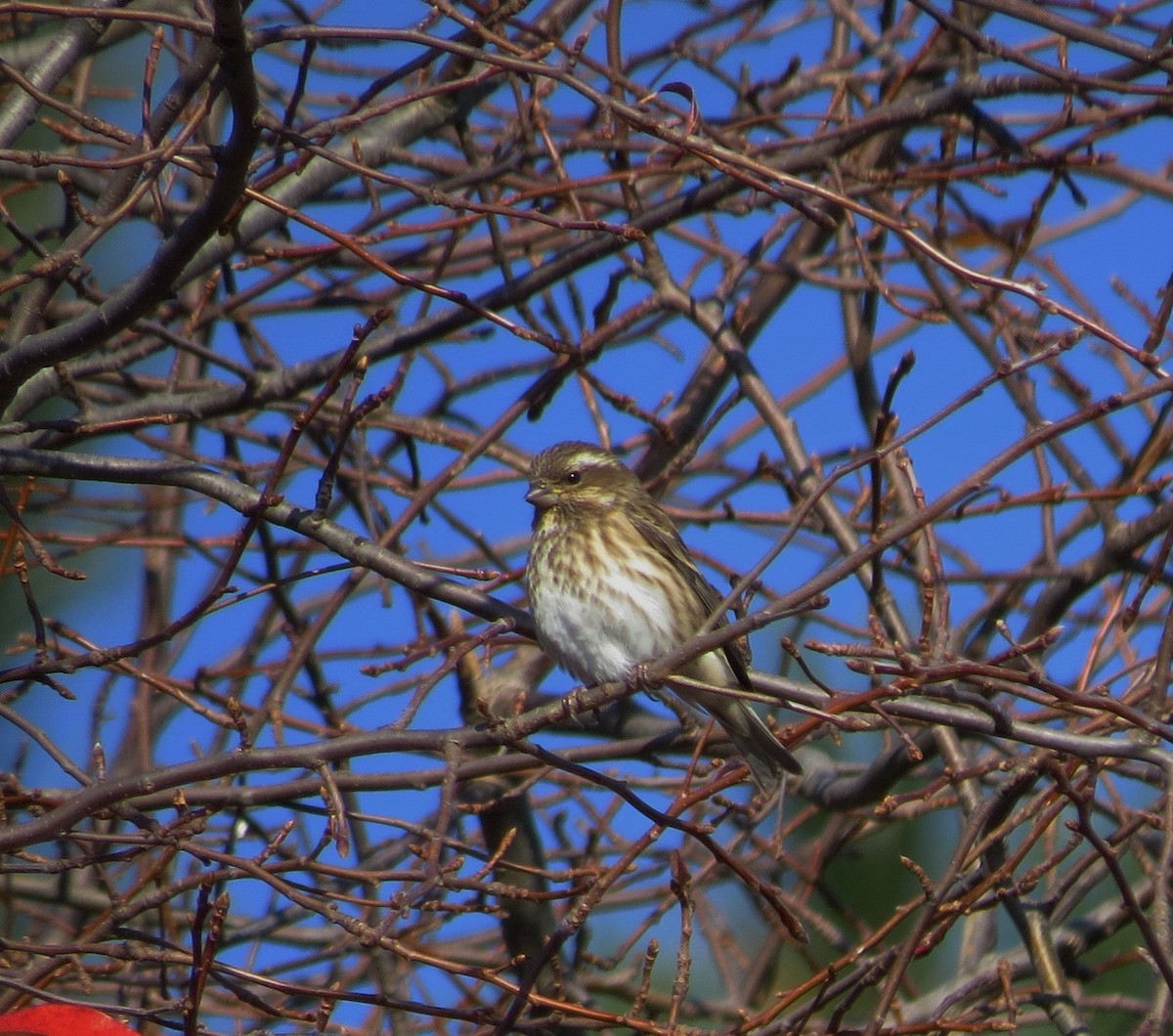 Purple Finch - ML138870831