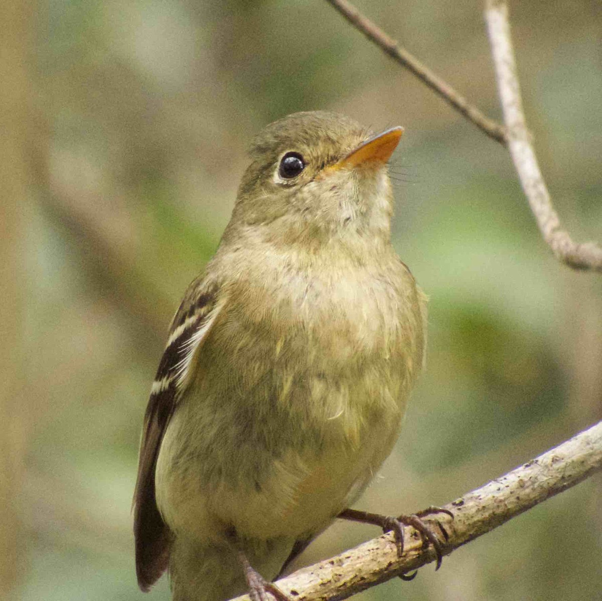 Yellow-bellied Flycatcher - ML138870881