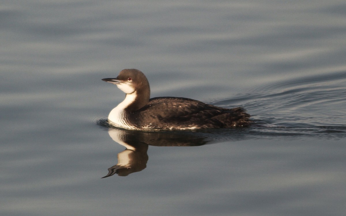 Pacific Loon - Taylor Sturm