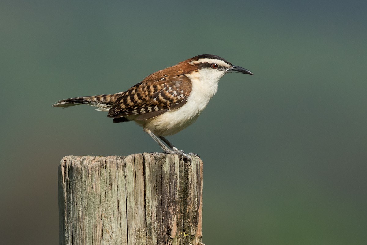 Rufous-naped Wren - ML138873481