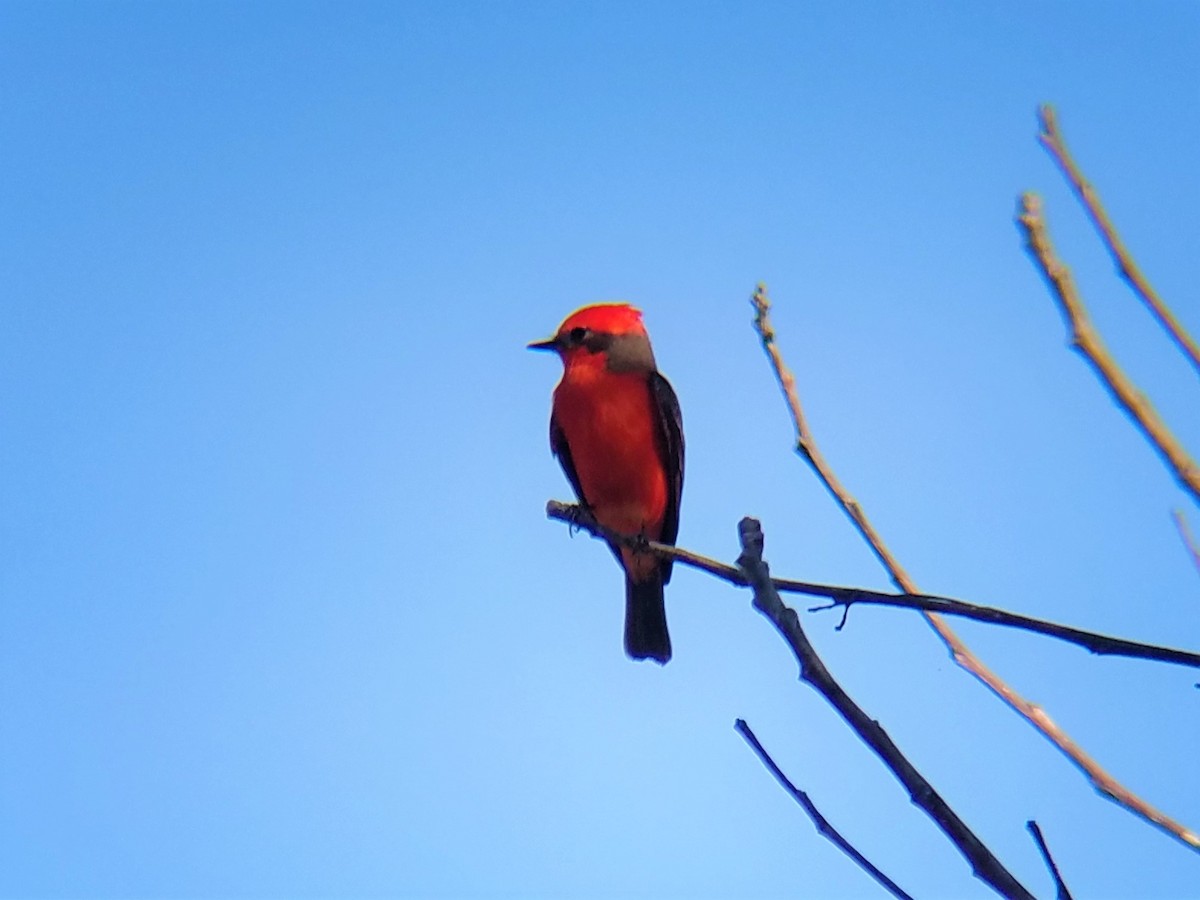 Vermilion Flycatcher - ML138873761