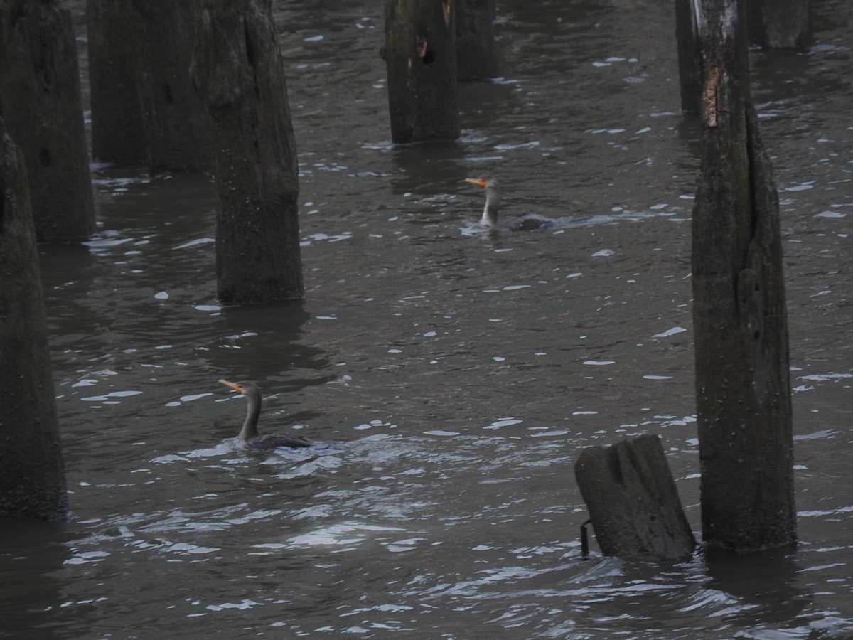 Double-crested Cormorant - ML138874601