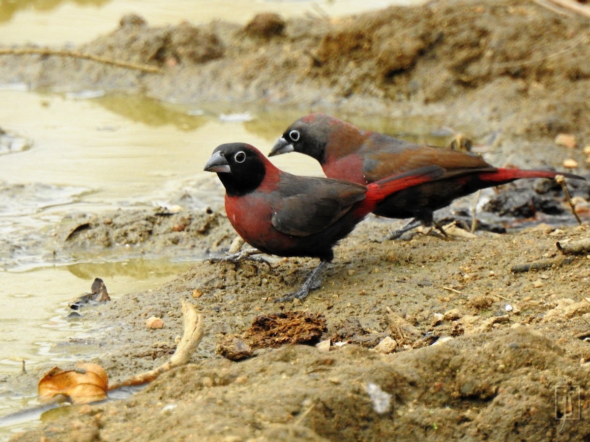 Black-faced Firefinch - ML138876881