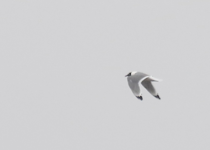 Franklin's Gull - ML138876961