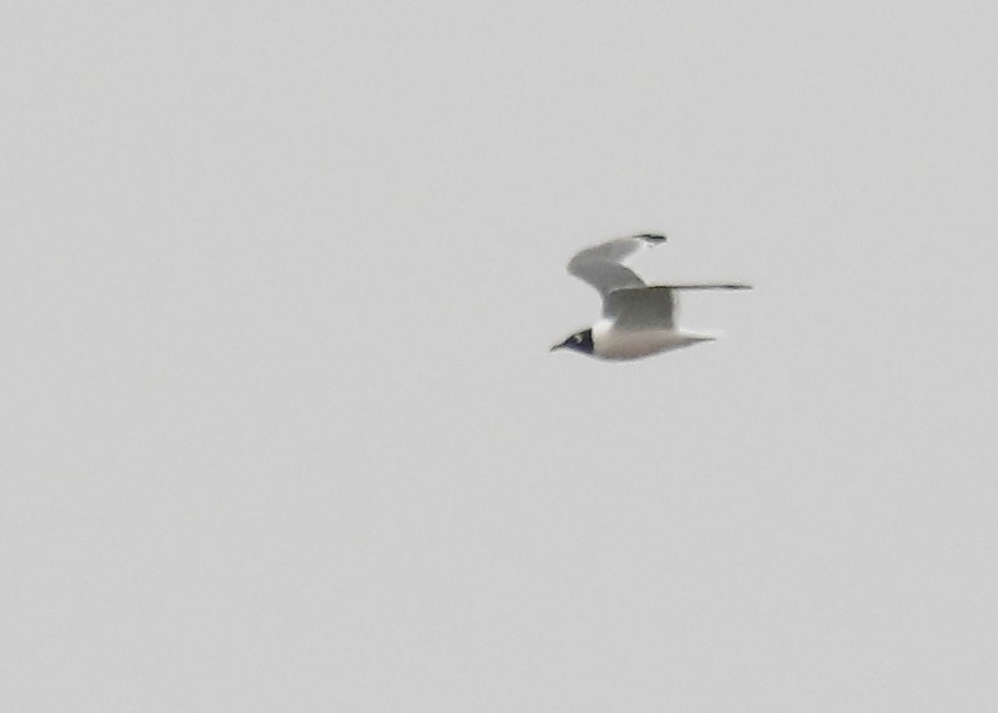 Franklin's Gull - ML138876971