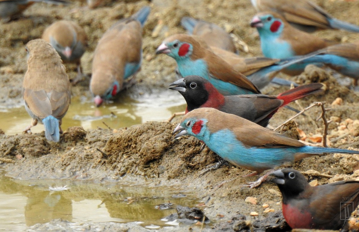 Black-faced Firefinch - ML138876991