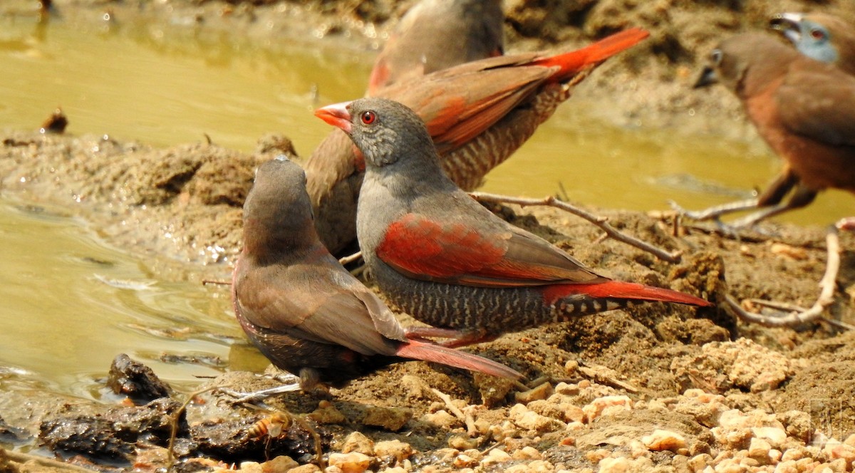 Red-billed Pytilia - ML138877091